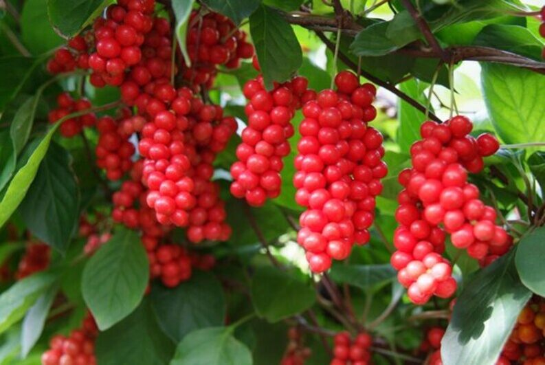 Schisandra zur Potenzsteigerung